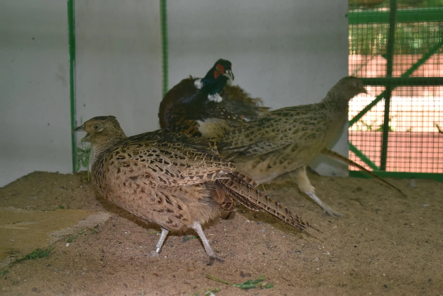 Animals at Shilparamam